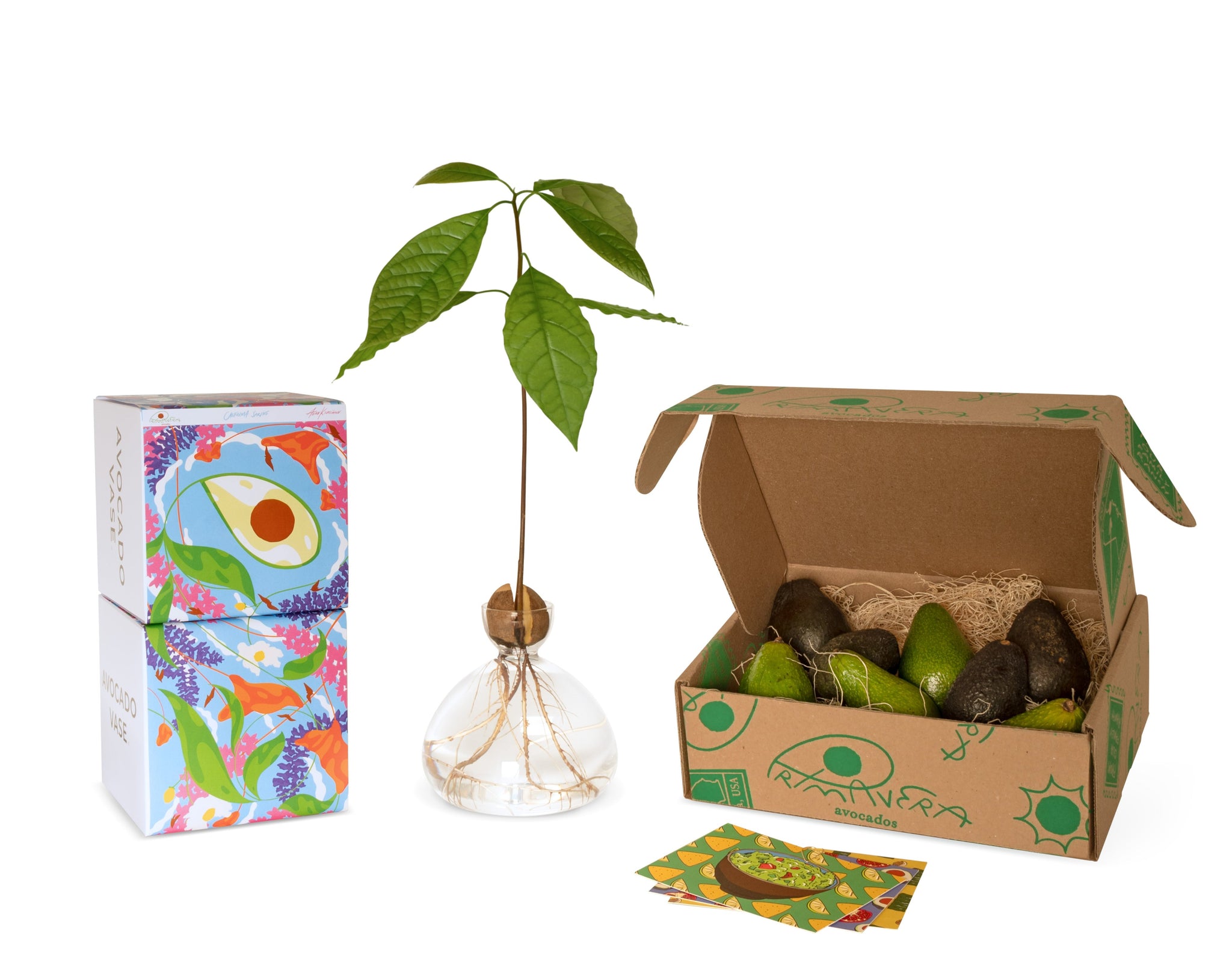 Holiday Gift Bundle: Avocado vase and box of Primavera Avocados