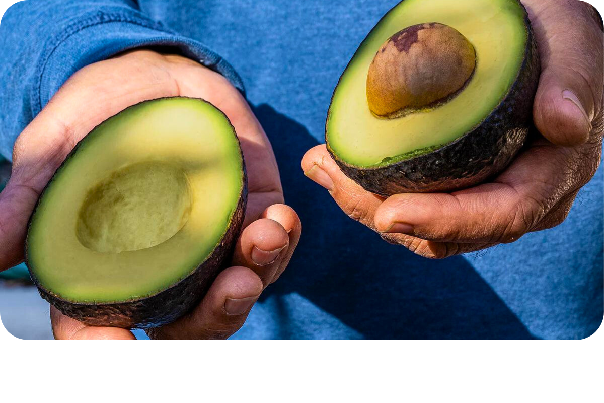 Avocado Vase